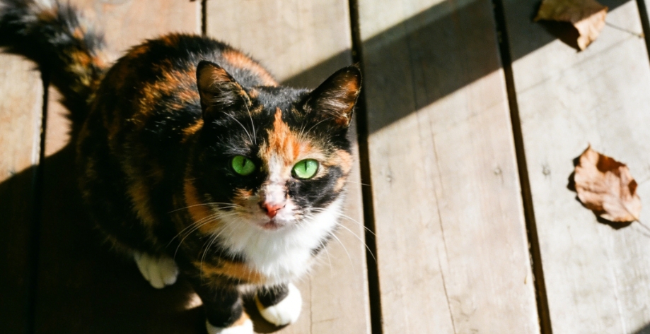 派得寵物